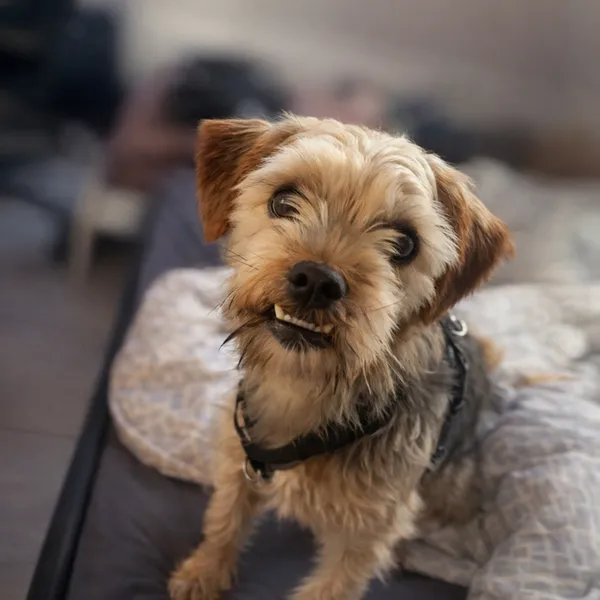 Hund Lio beim Hundetraining - Animus Canis